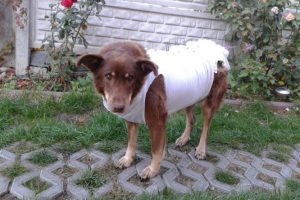 Caine operat la clinica veterinare din Cluj